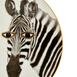  Porland Wild Life Zebra Pasta Tabağı - 20 cm