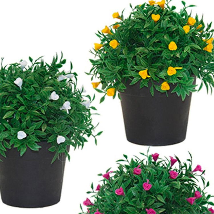  Mondecor Saksıda Güllü Şimşir - Asorti ı
