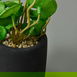  Objevi Mini Pot Soft Yaprak Saksılı Çiçek - Asorti - 8x6x6 cm