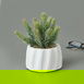  Objevi Beton Saksıda Real Touch Çam Yaprağı - Asorti - 25x10x10 cm