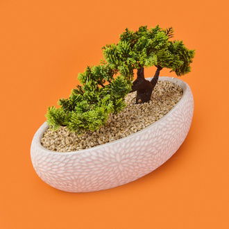 Objevi Desenli Elips Saksıda Bonsai - Renkli - 24x33 cm